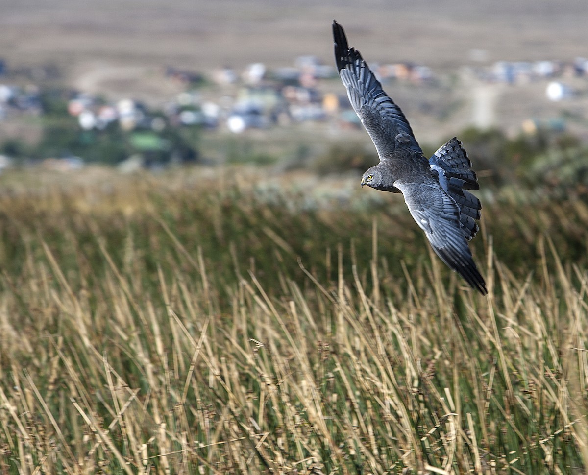 Cinereous Harrier - ML59076771