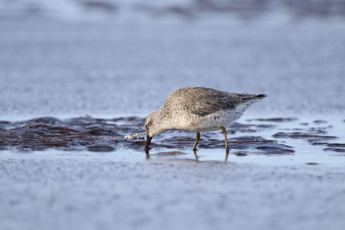 Red Knot - Nahuel Melisa Aguirre Gago