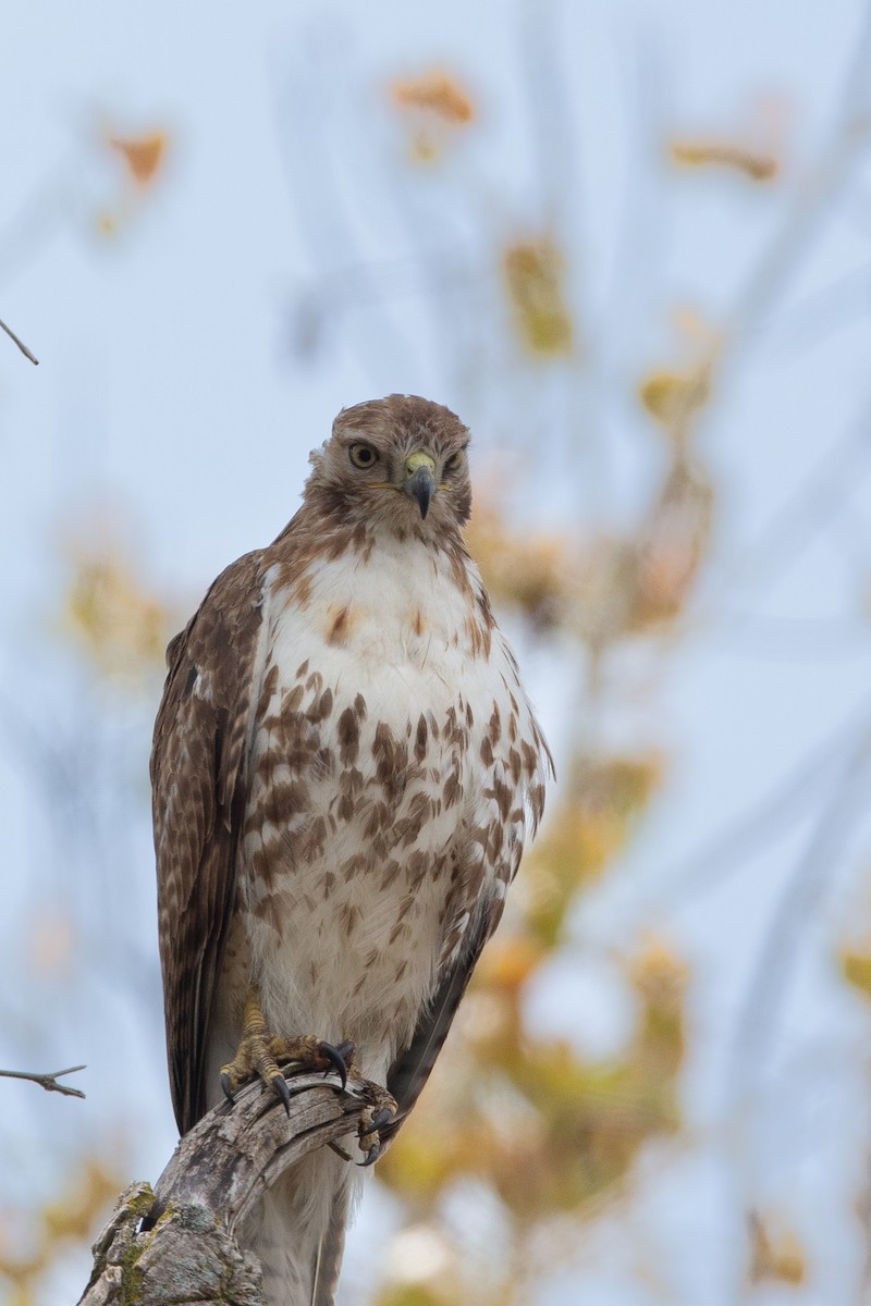 Red-tailed Hawk - ML590768031