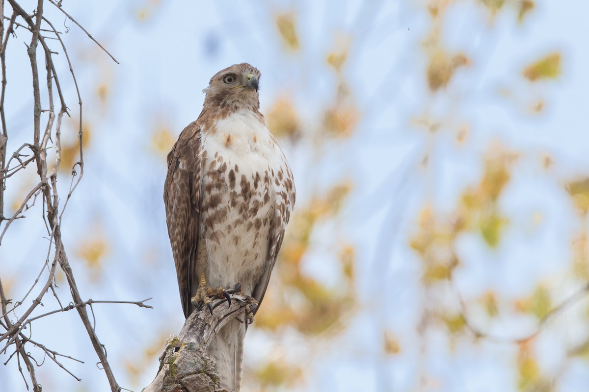 Red-tailed Hawk - ML590768041