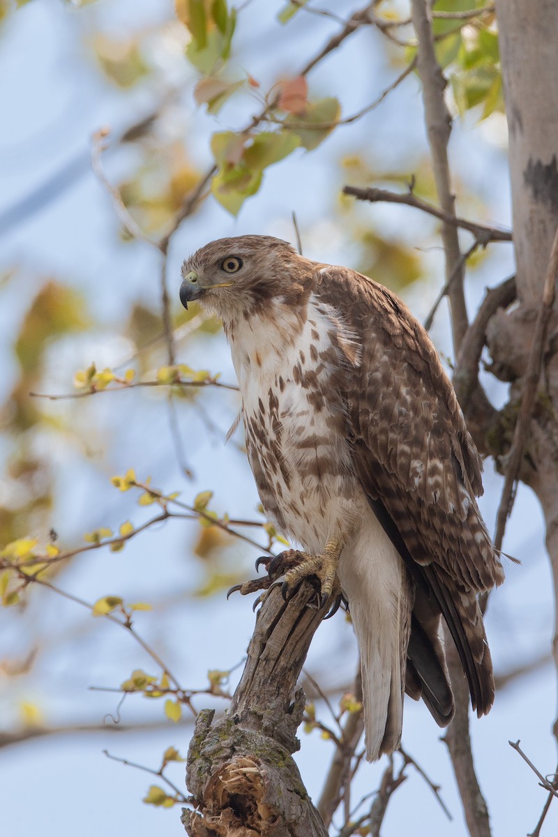 Red-tailed Hawk - ML590768061