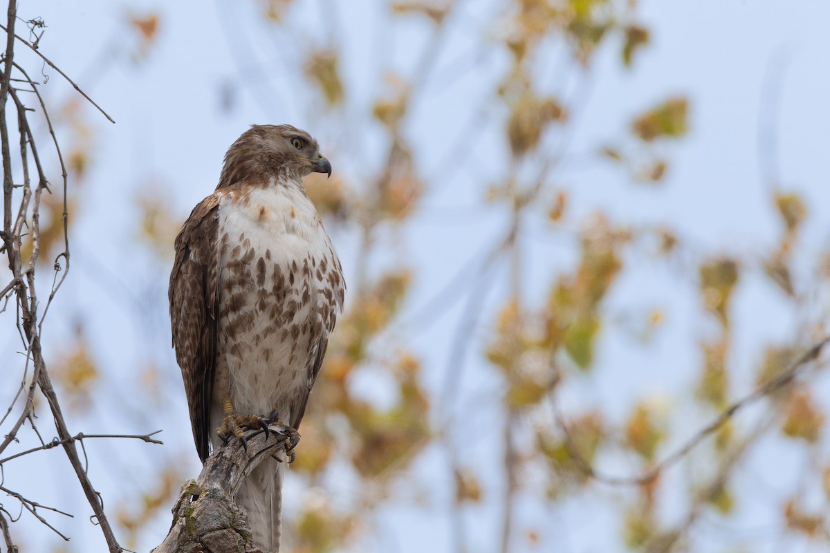 Red-tailed Hawk - ML590768071
