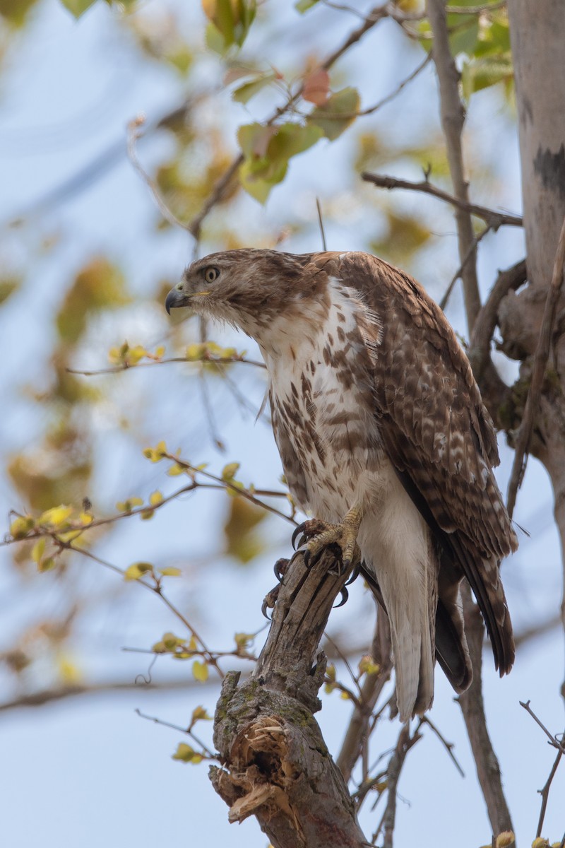 Red-tailed Hawk - ML590768081
