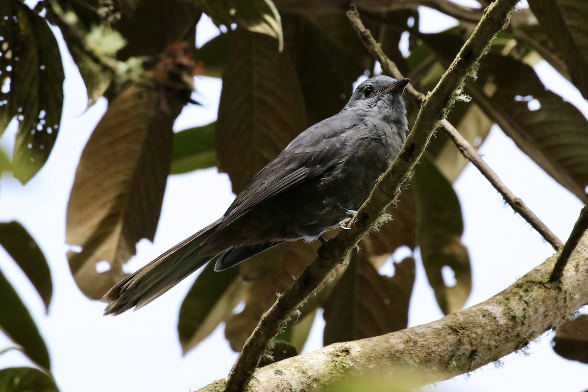 Guardabosques Oscuro - ML590768321