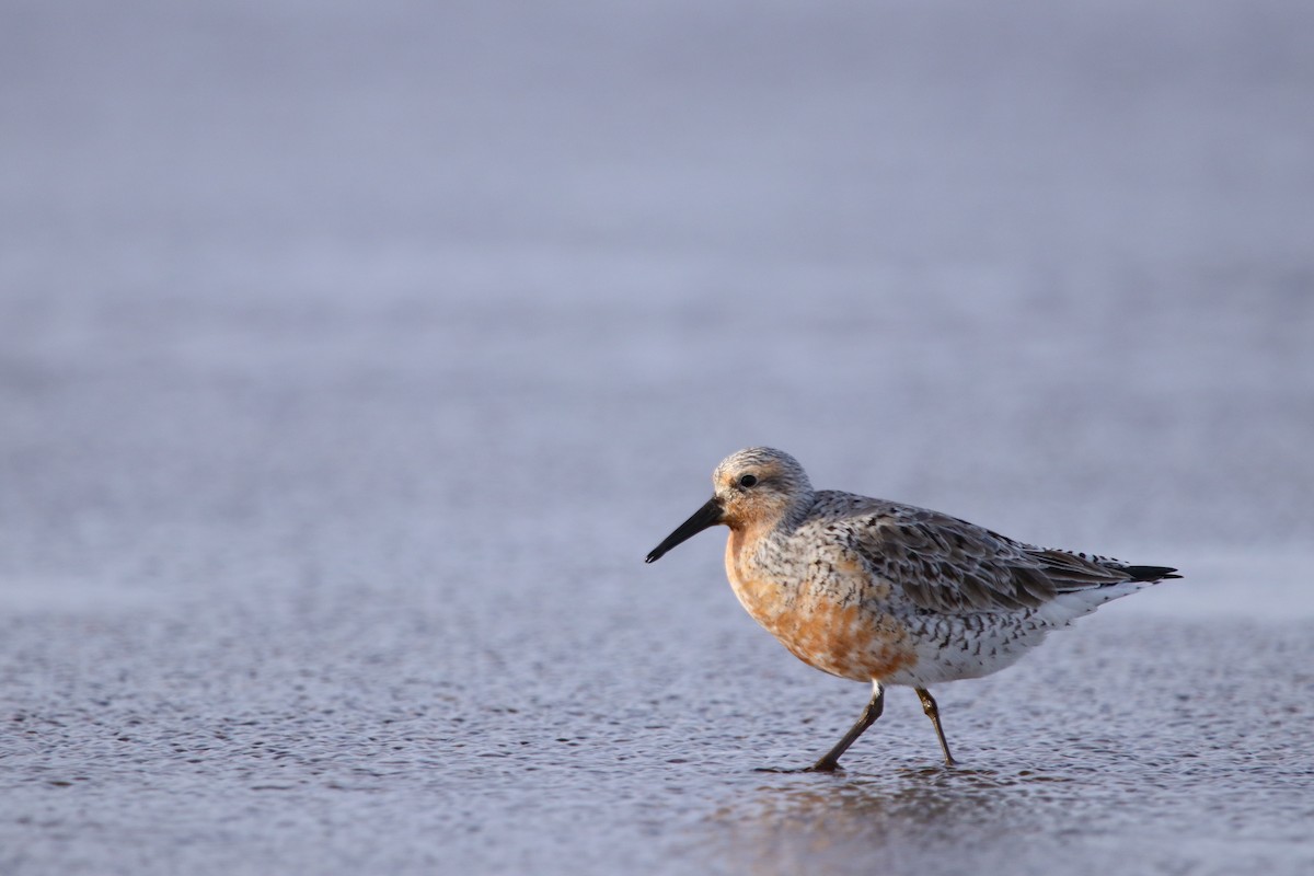 Red Knot - Nahuel Melisa Aguirre Gago