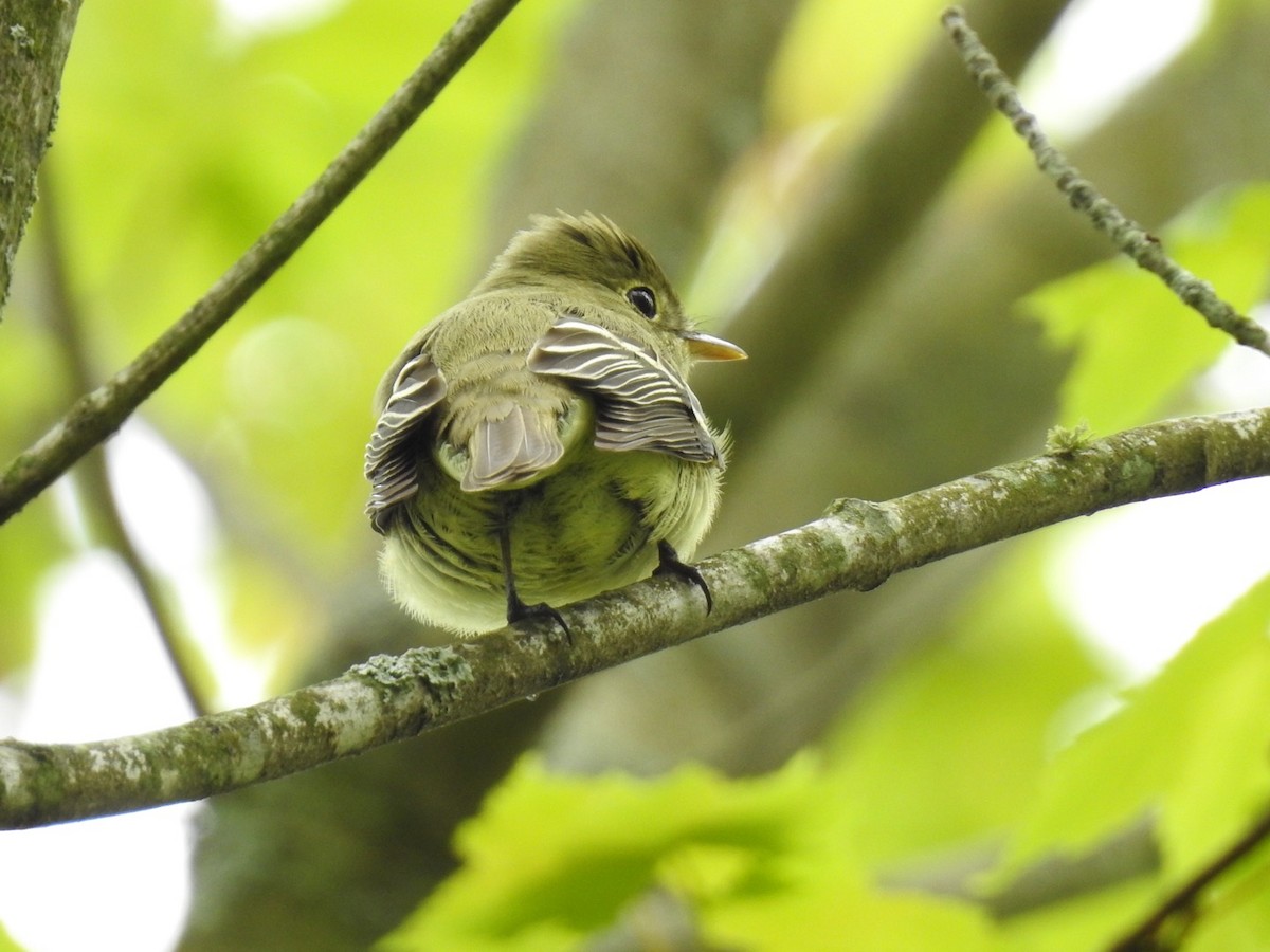 Yellow-bellied Flycatcher - ML59076871