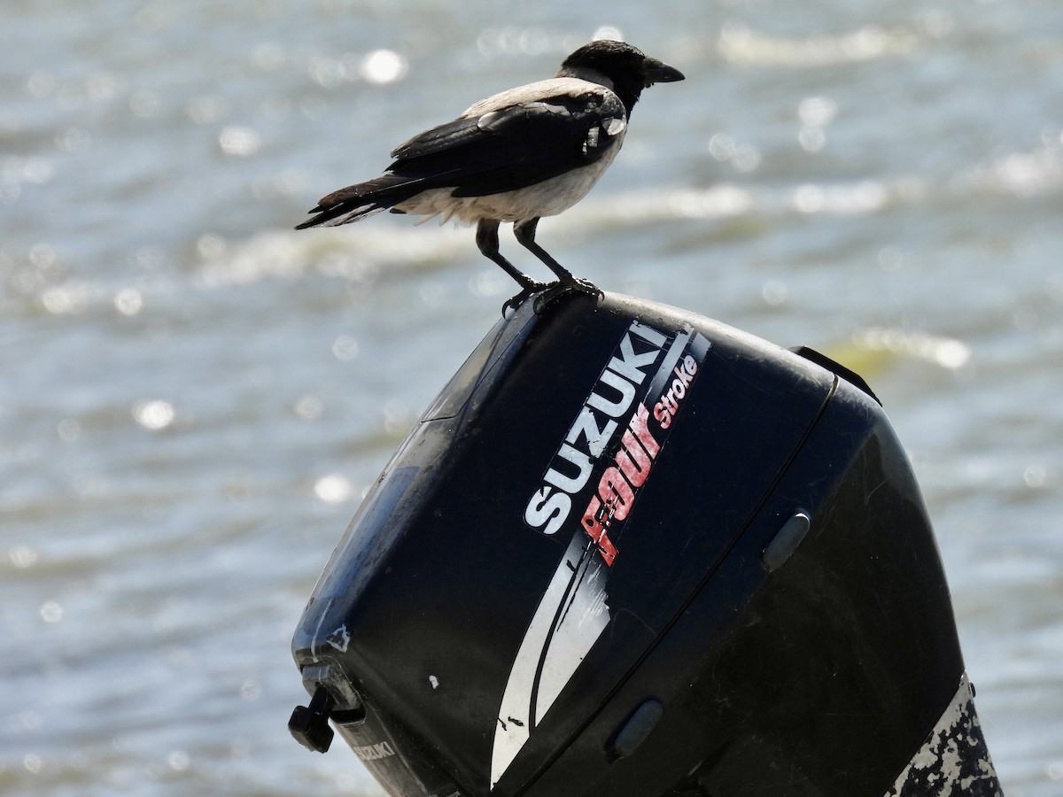 Hooded Crow - ML590768841