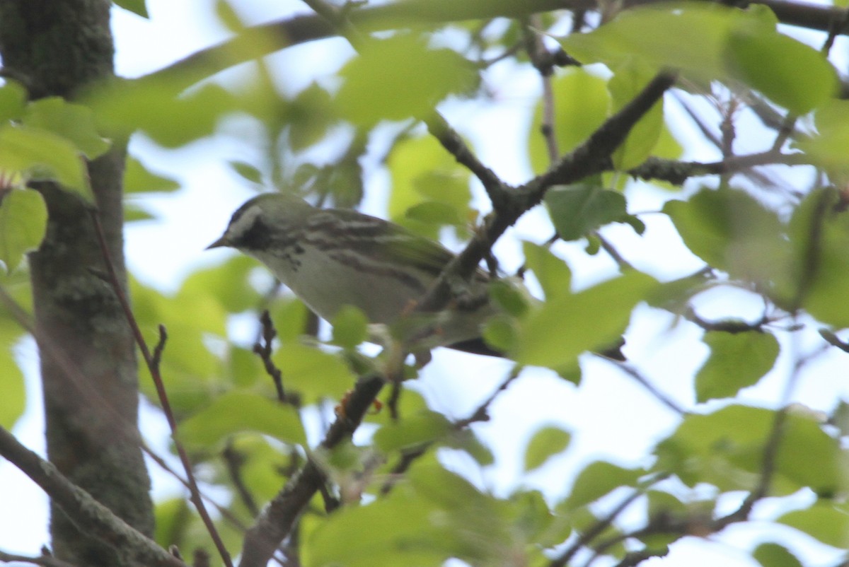 Blackpoll Warbler - ML59076911