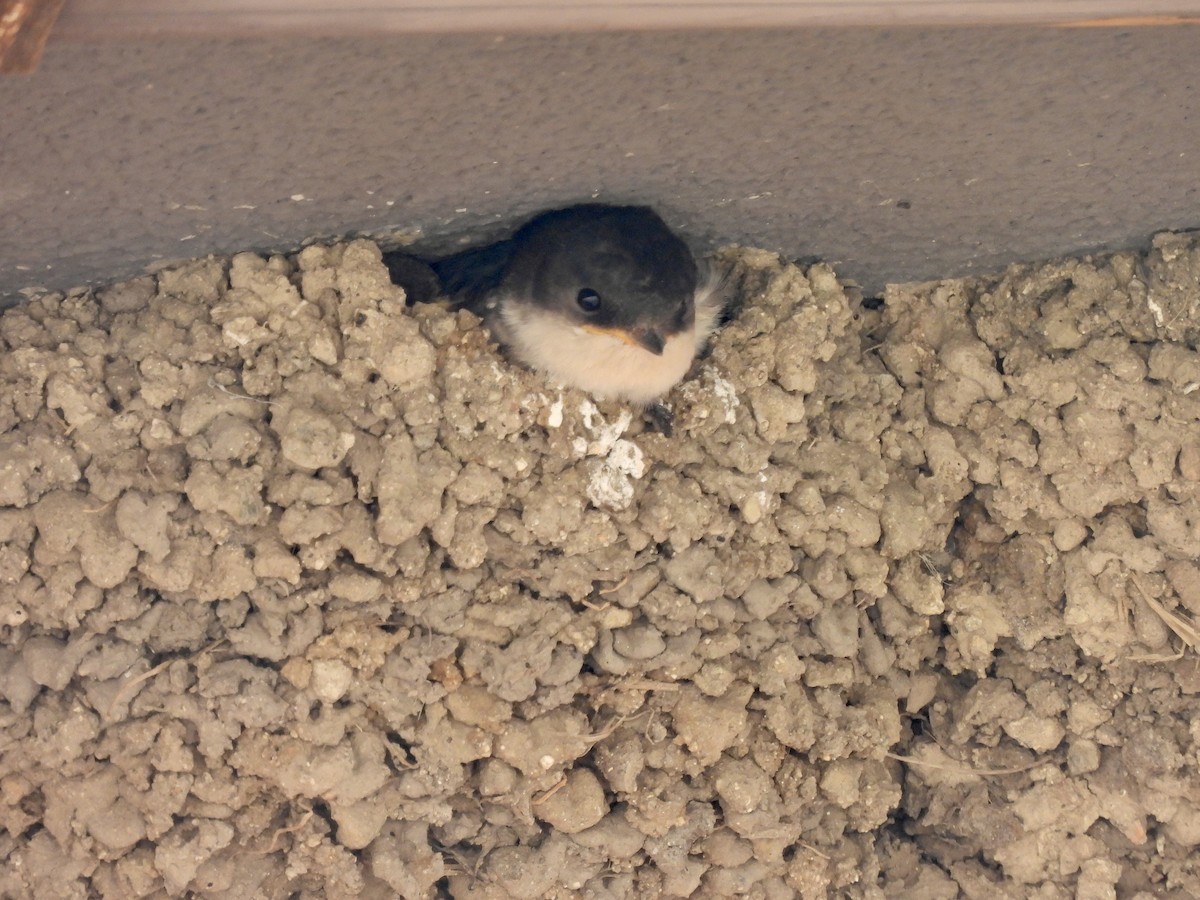 Western House-Martin - ML590769631