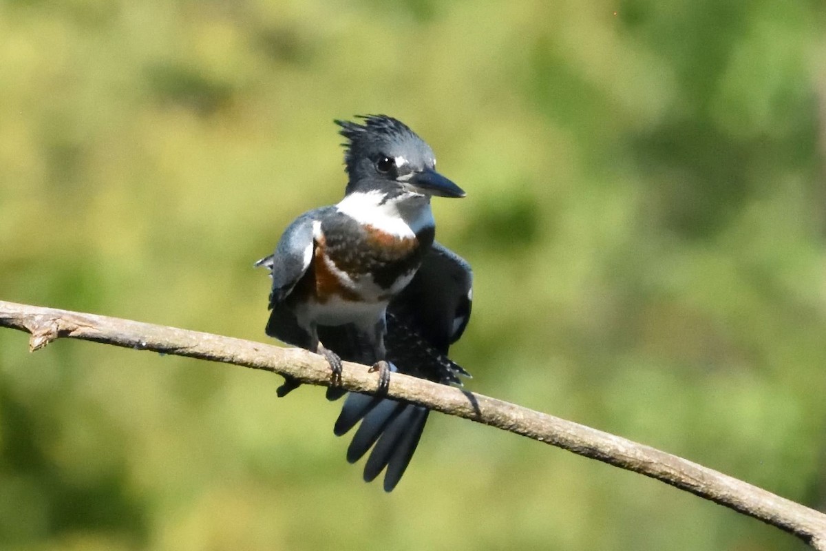 Belted Kingfisher - ML590769721
