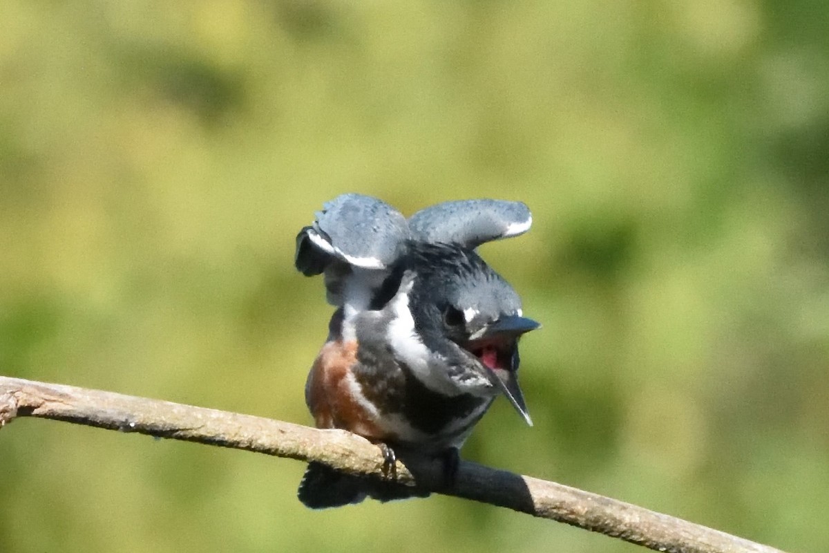 Belted Kingfisher - ML590769731