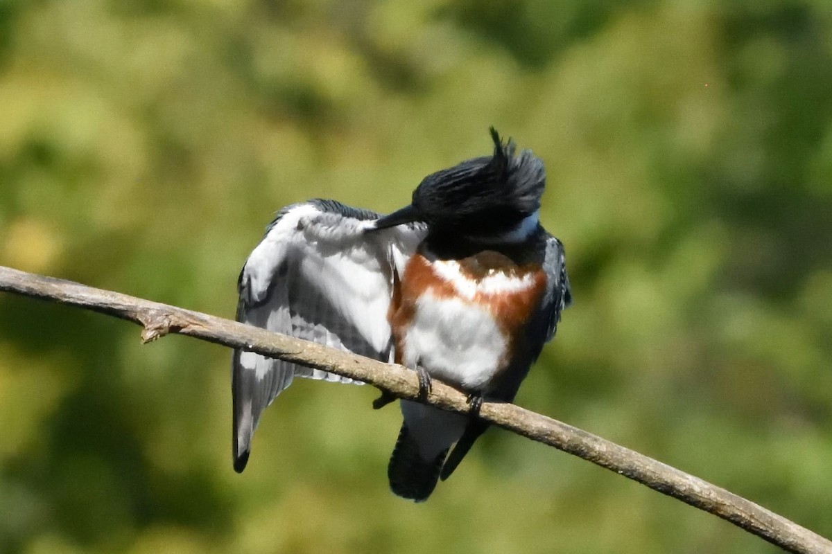 Belted Kingfisher - ML590769741