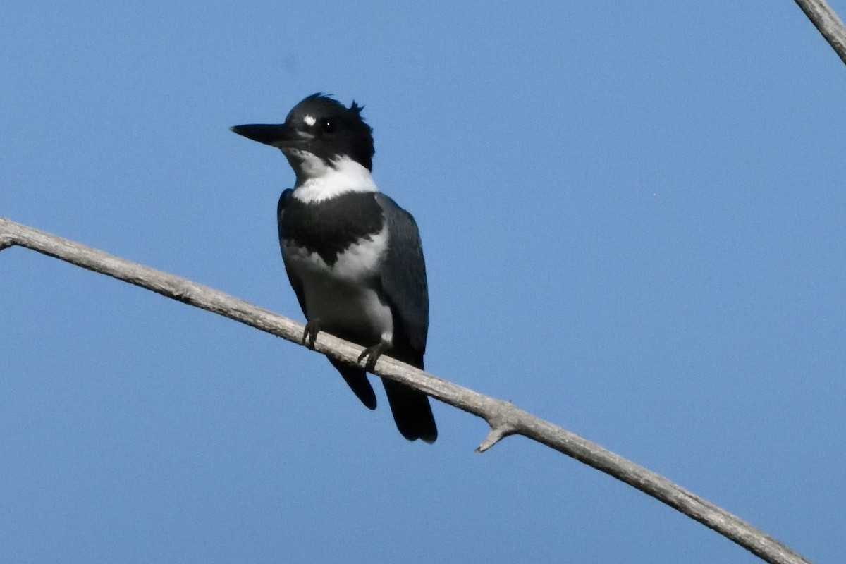Belted Kingfisher - ML590769761