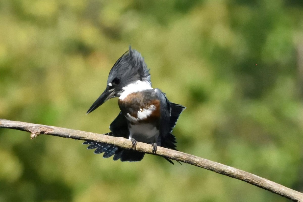 Belted Kingfisher - ML590769781