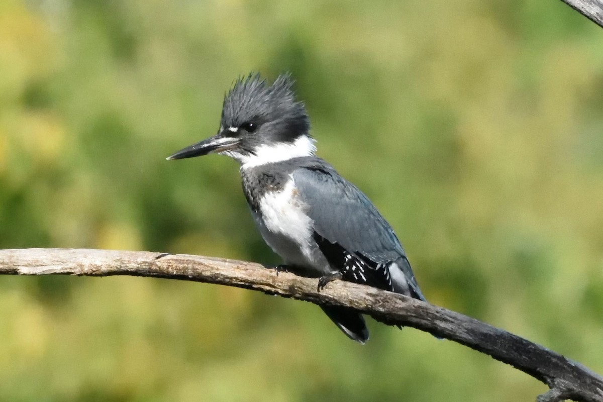 Belted Kingfisher - ML590769931