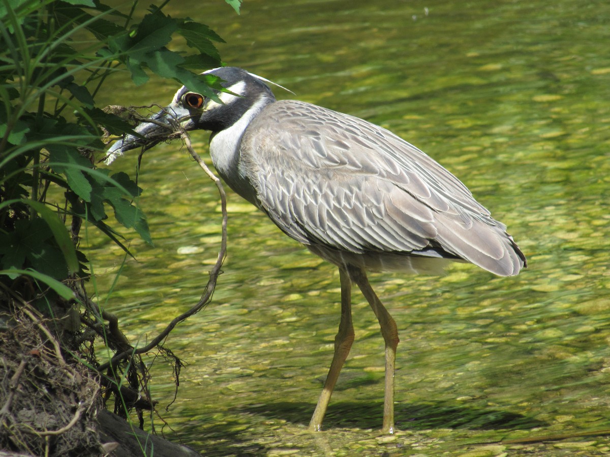 Yellow-crowned Night Heron - ML590770181