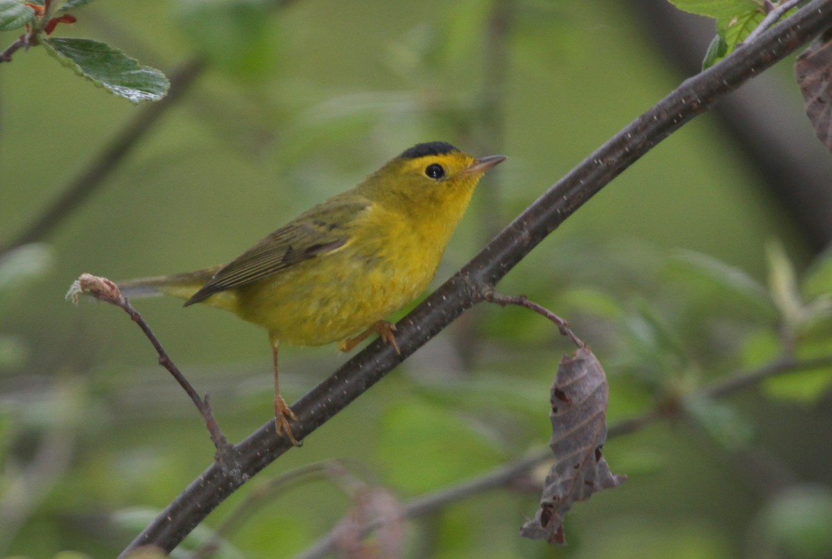 Wilson's Warbler - ML59077061