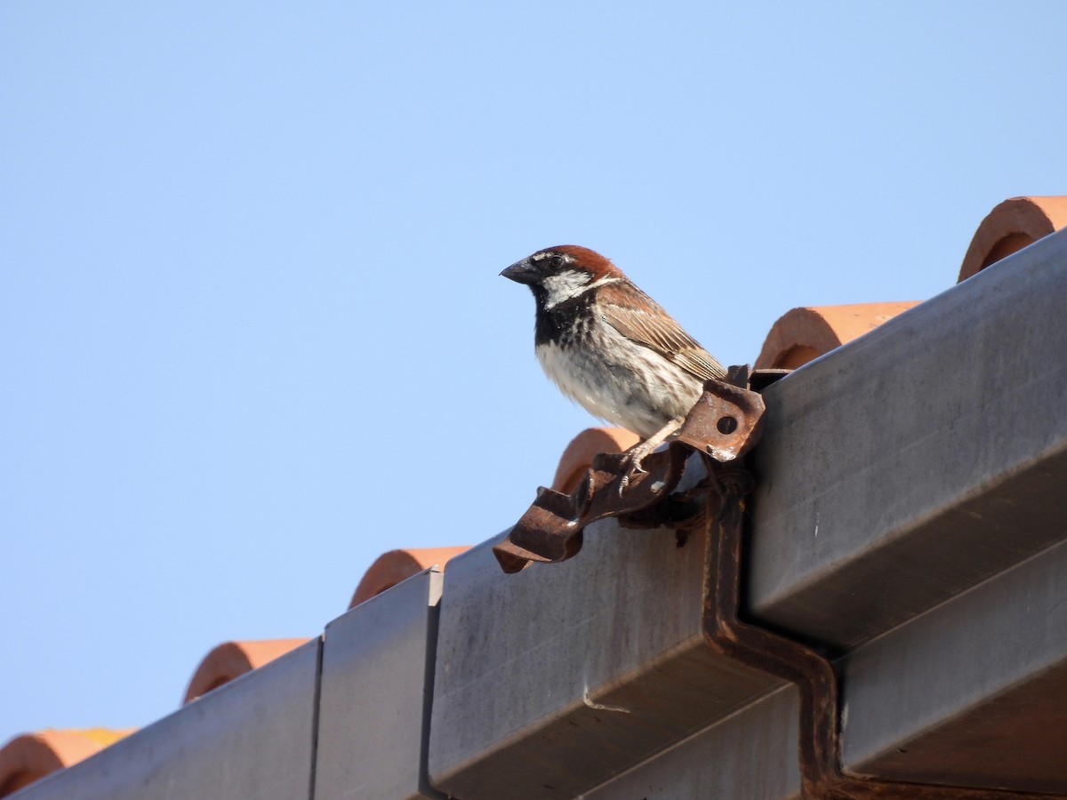 Spanish Sparrow - Laurie Miraglia