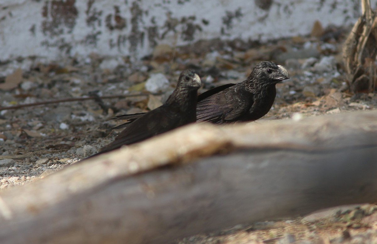 Groove-billed Ani - ML590772471