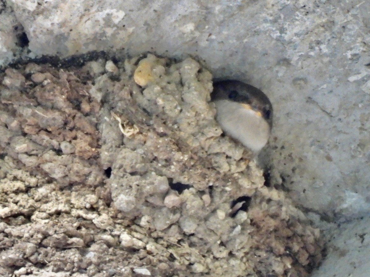Ластівка міська (підвид urbicum/meridionale) - ML590773071