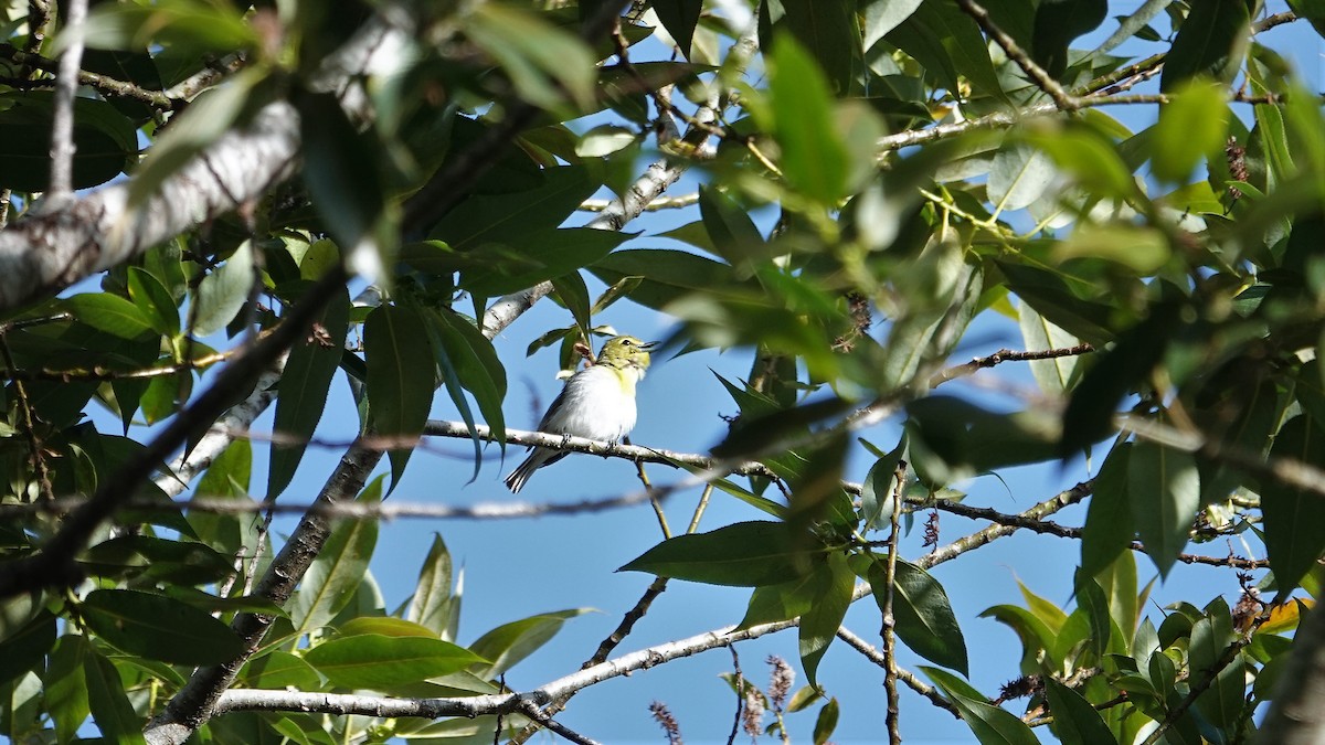 Yellow-throated Vireo - ML590773331