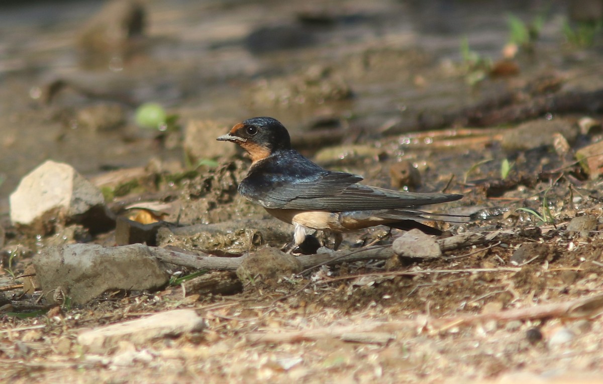 Hirondelle rustique (erythrogaster) - ML590773361