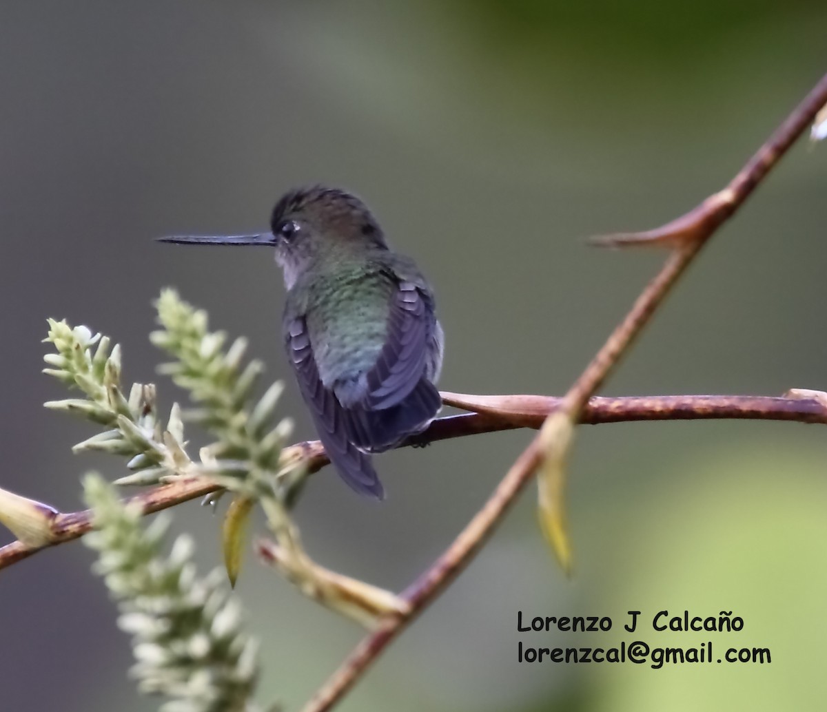 Blue-fronted Lancebill - ML590773491