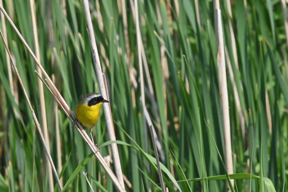 Common Yellowthroat - Zoe Finney