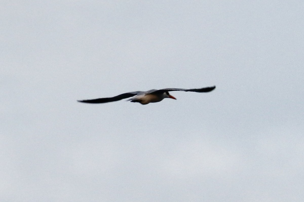 Caspian Tern - Irvin Pitts