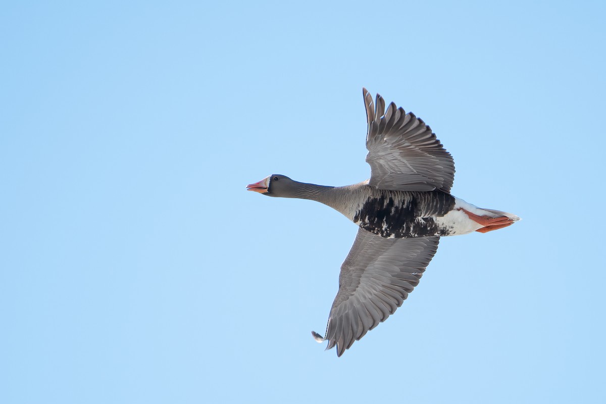 Greater White-fronted Goose - ML590776231