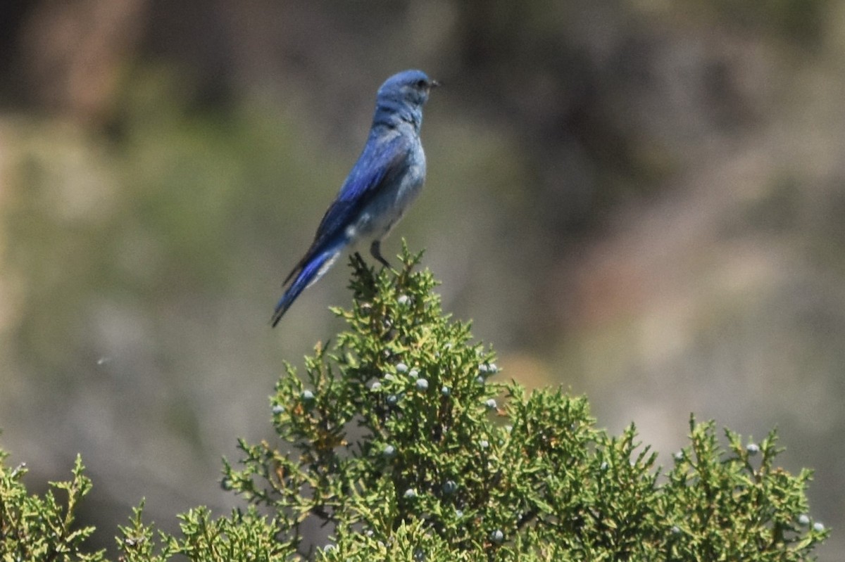 Mountain Bluebird - ML590776311