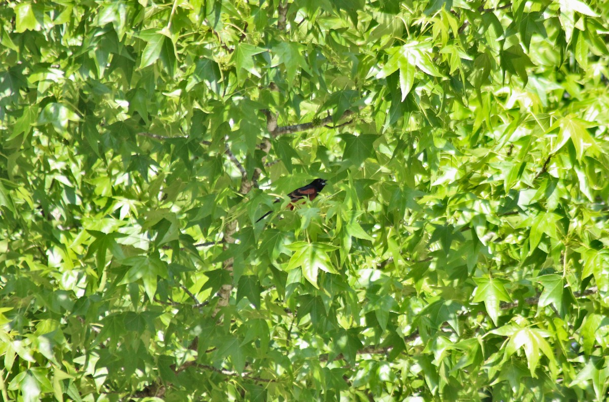 Orchard Oriole - ML590778421