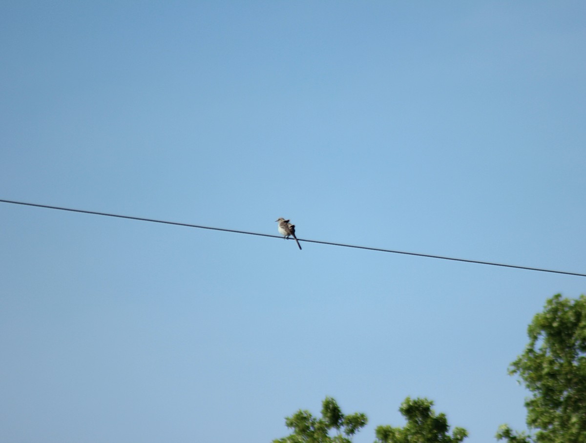 Northern Mockingbird - ML590778651