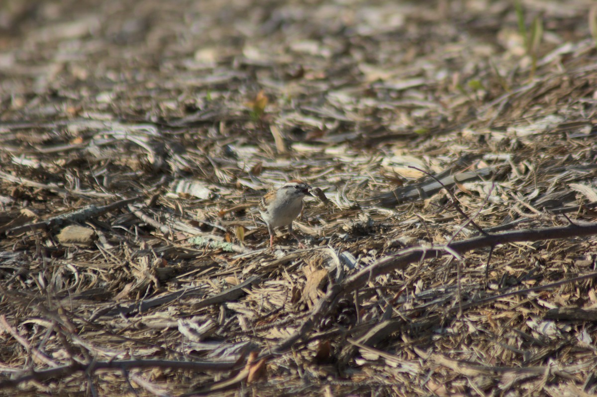 Chipping Sparrow - ML590778991