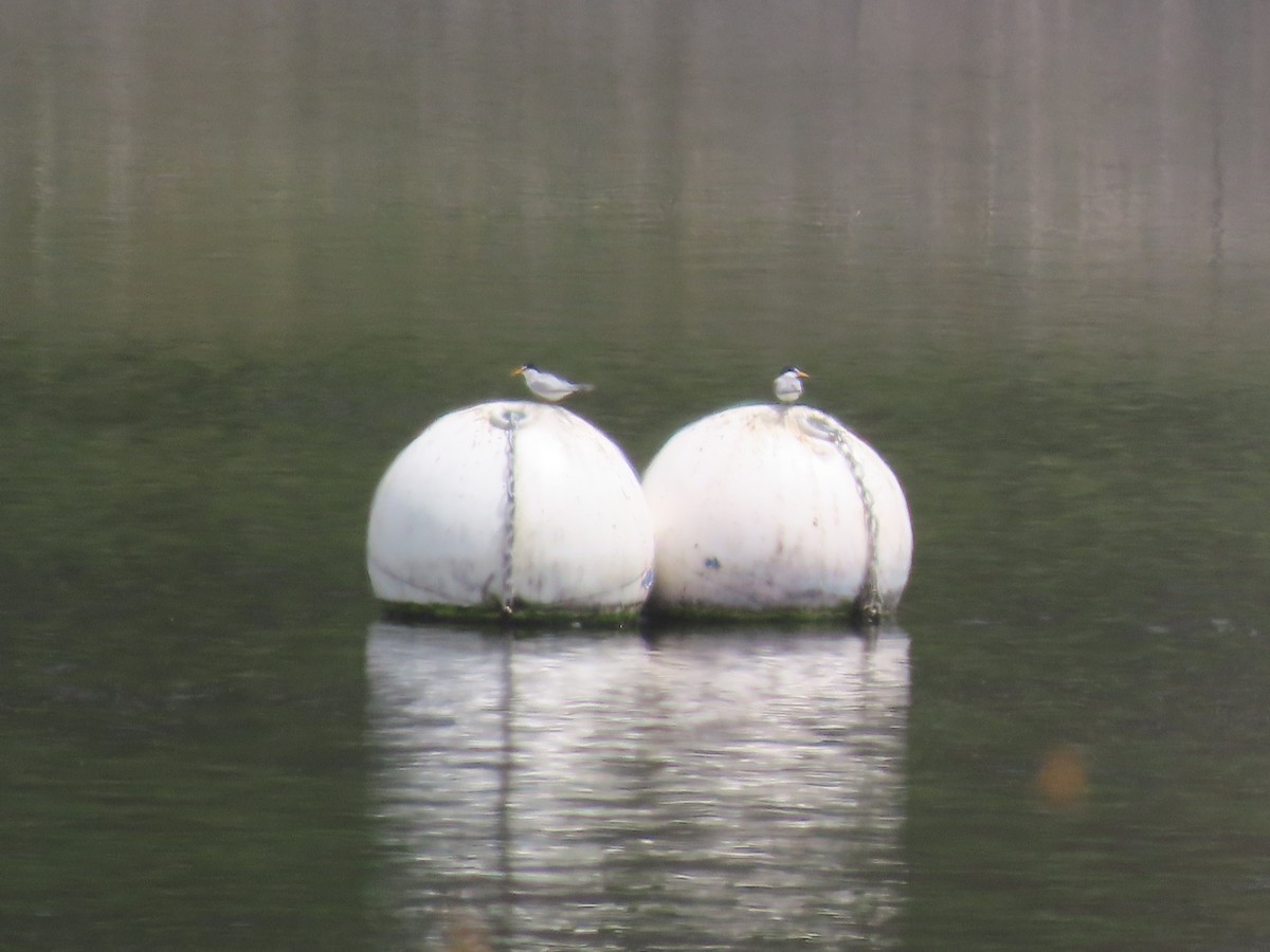 Least Tern - ML590779791