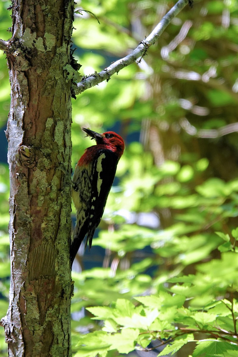 Red-breasted Sapsucker - ML590780091