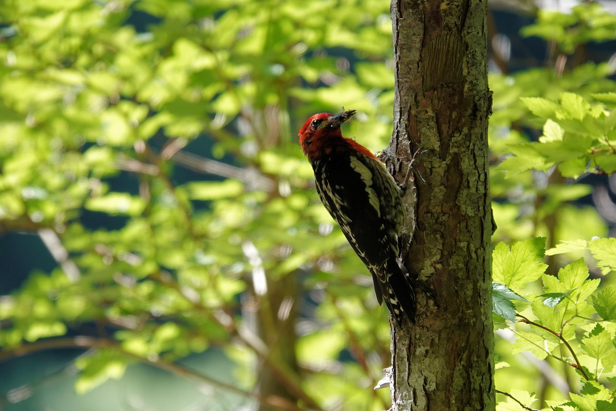 Red-breasted Sapsucker - ML590780101