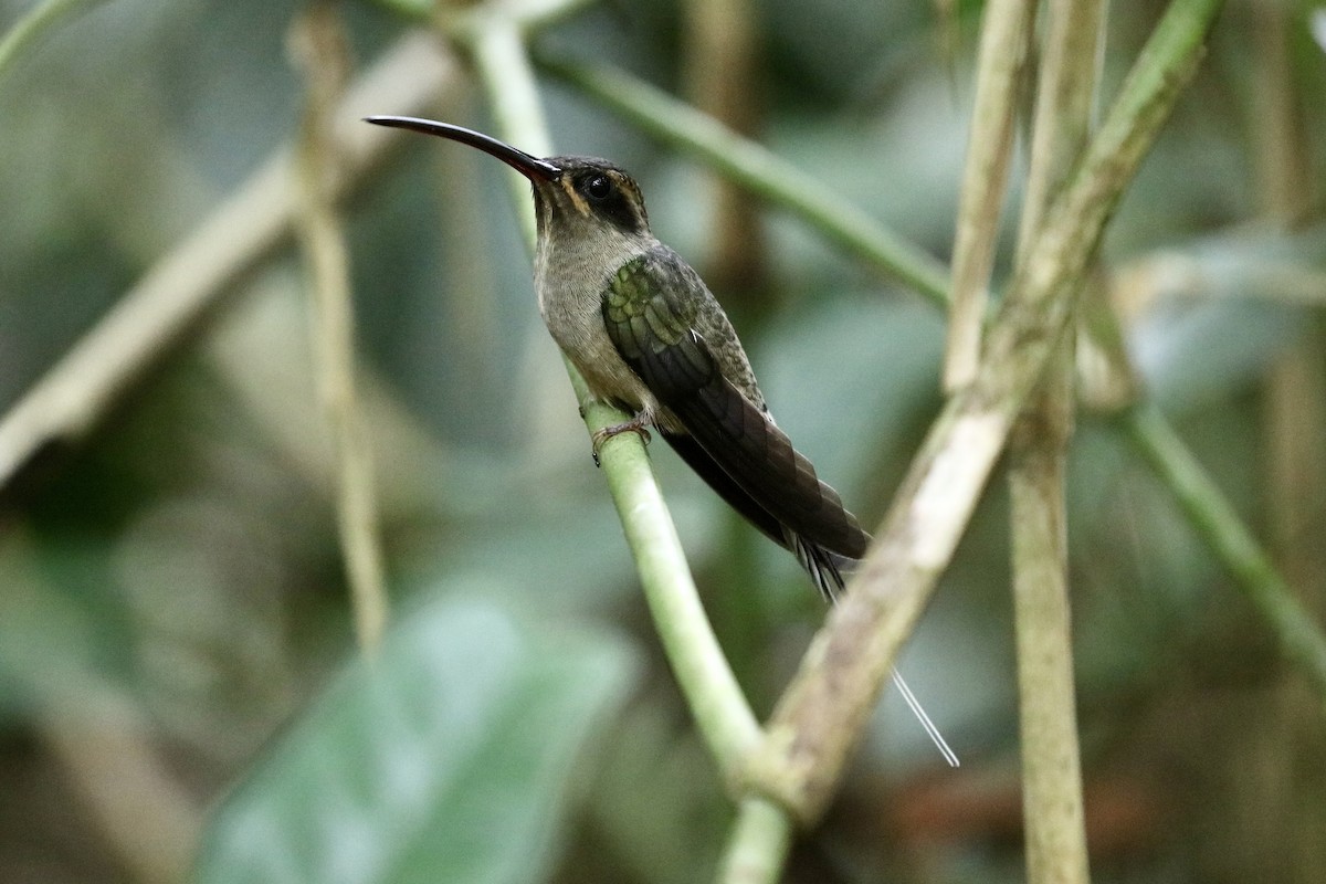 Long-tailed Hermit - Jonathan Slifkin