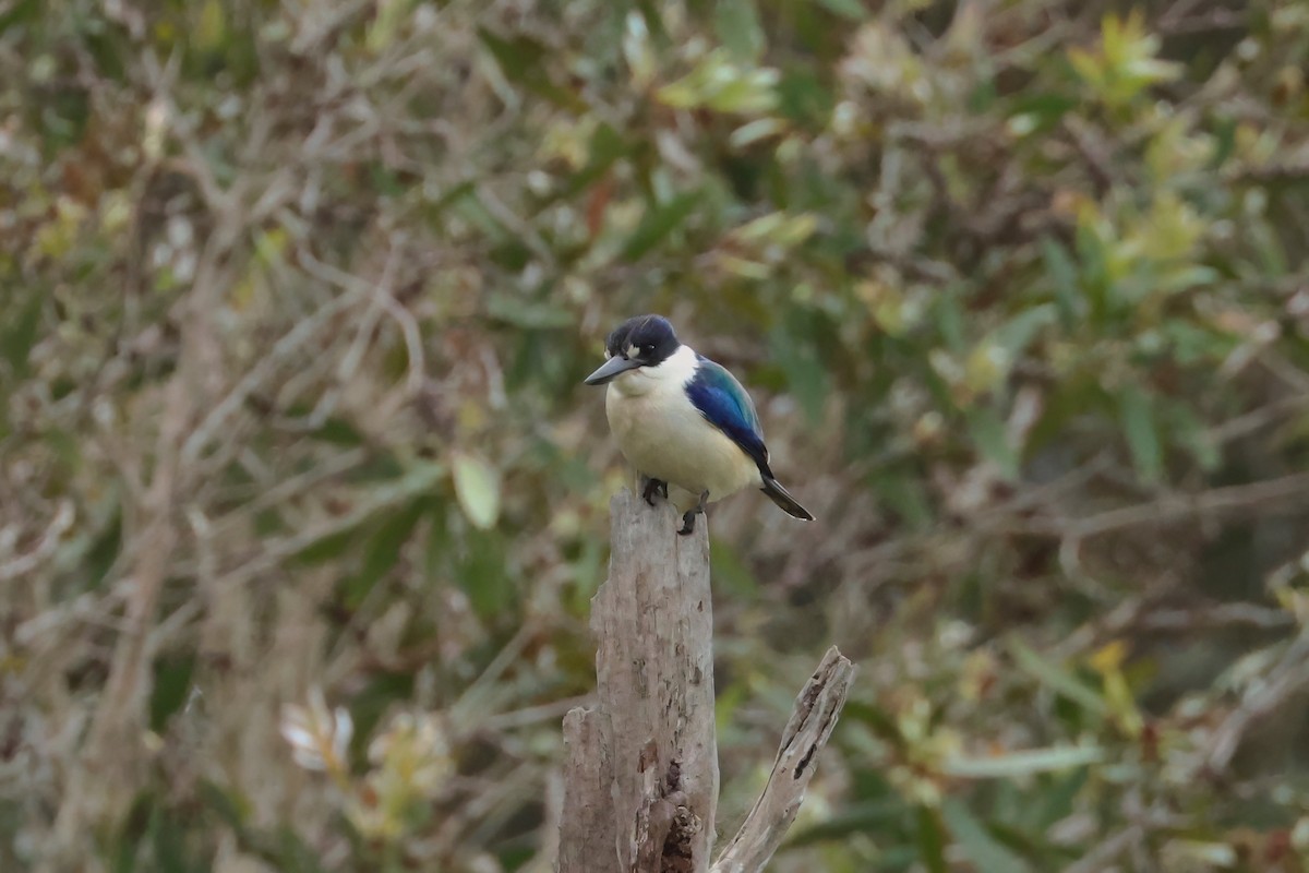 Forest Kingfisher - ML590782041