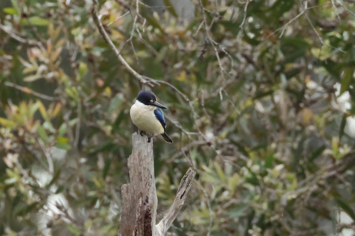 Forest Kingfisher - ML590782051