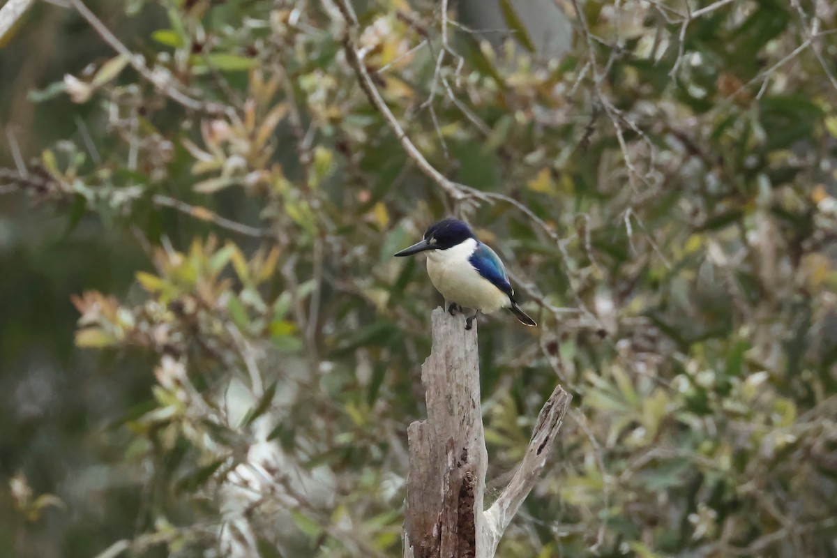 Forest Kingfisher - ML590782091