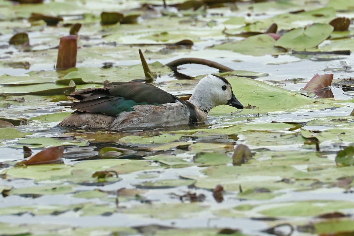 Cotton Pygmy-Goose - ML590784031