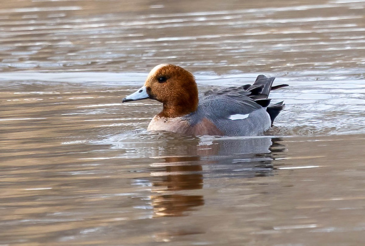 Canard siffleur - ML590784761