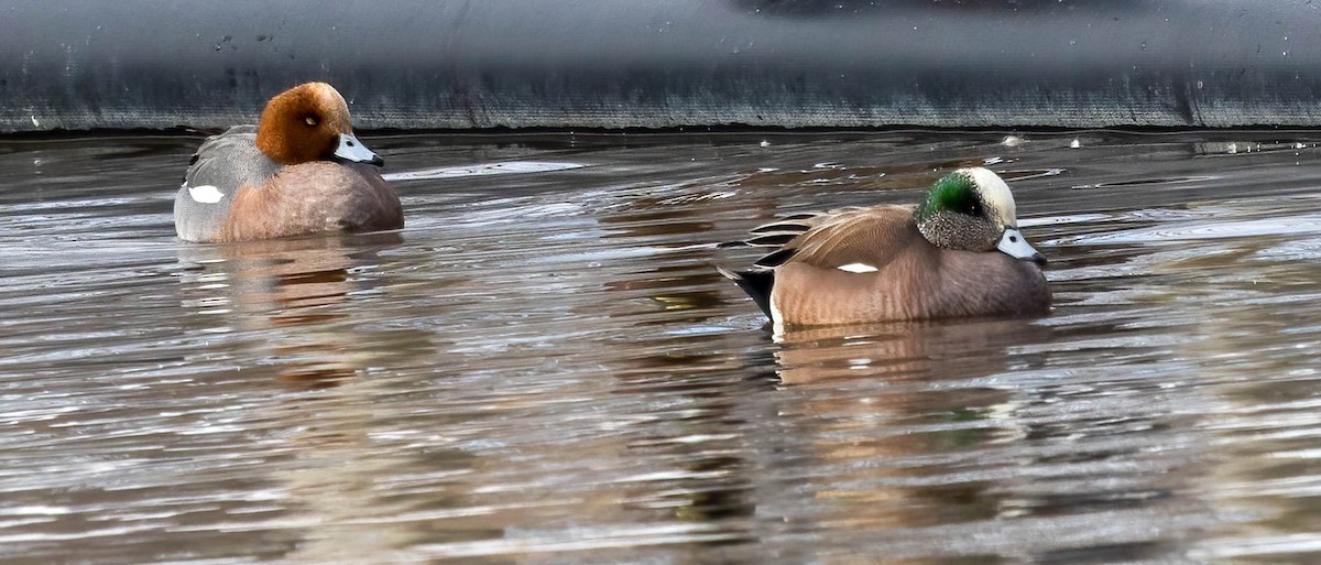 Eurasian Wigeon - ML590784781