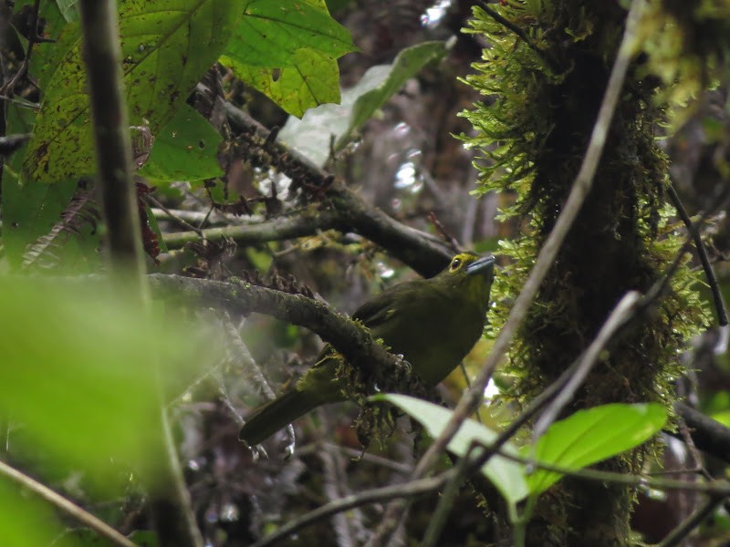 Lemon-spectacled Tanager - ML590786311