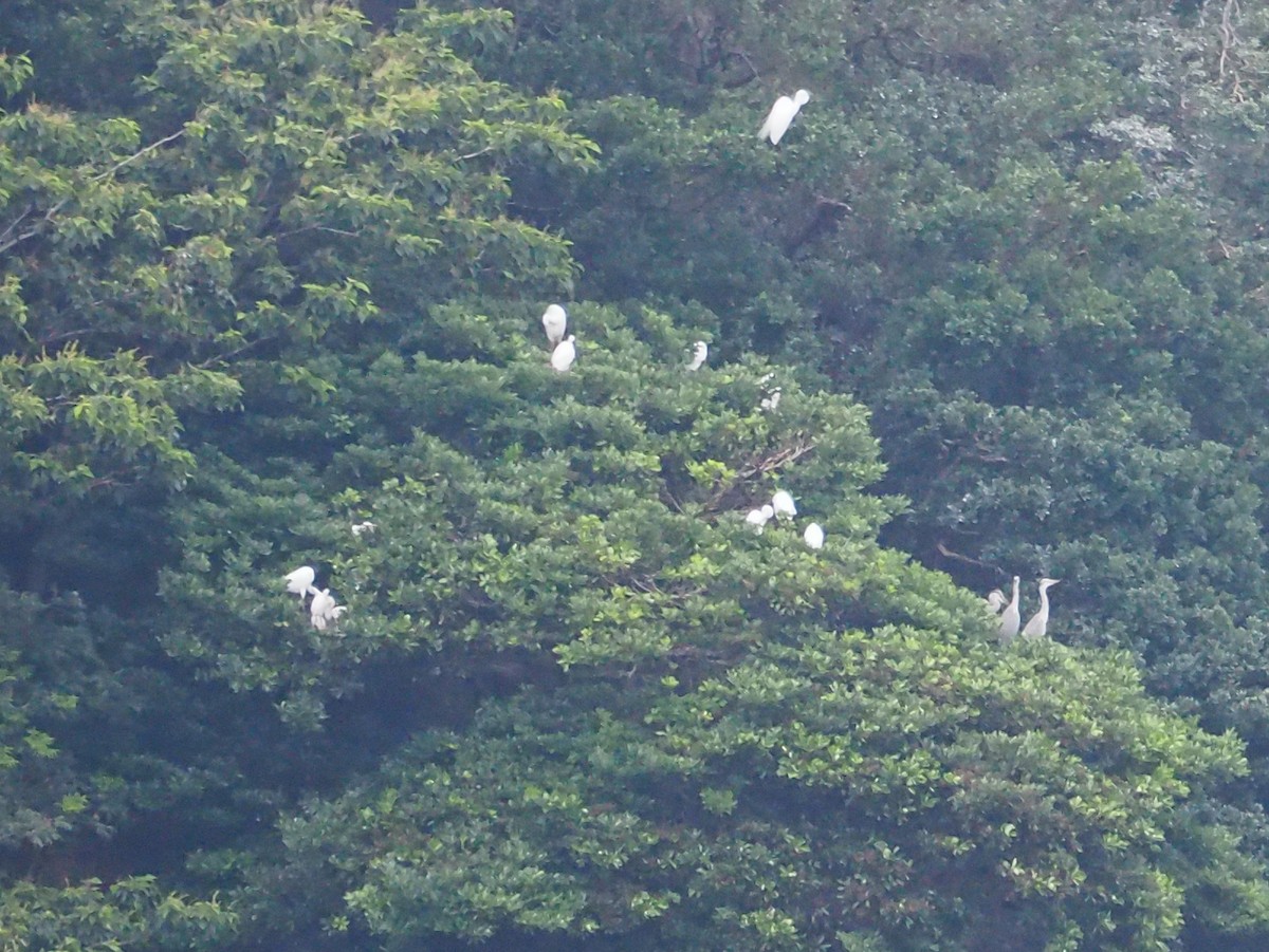 white egret sp. - Hiromi Arima