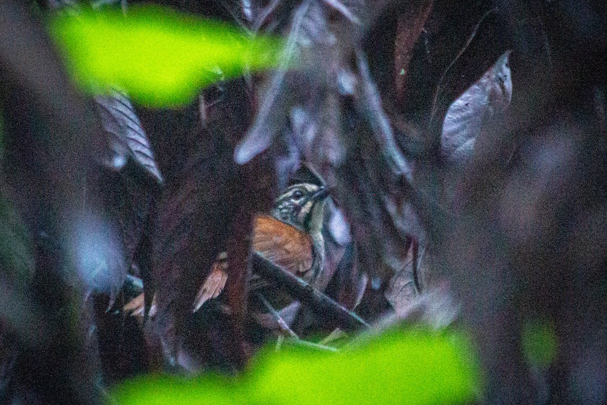 Whiskered Wren - ML590787331