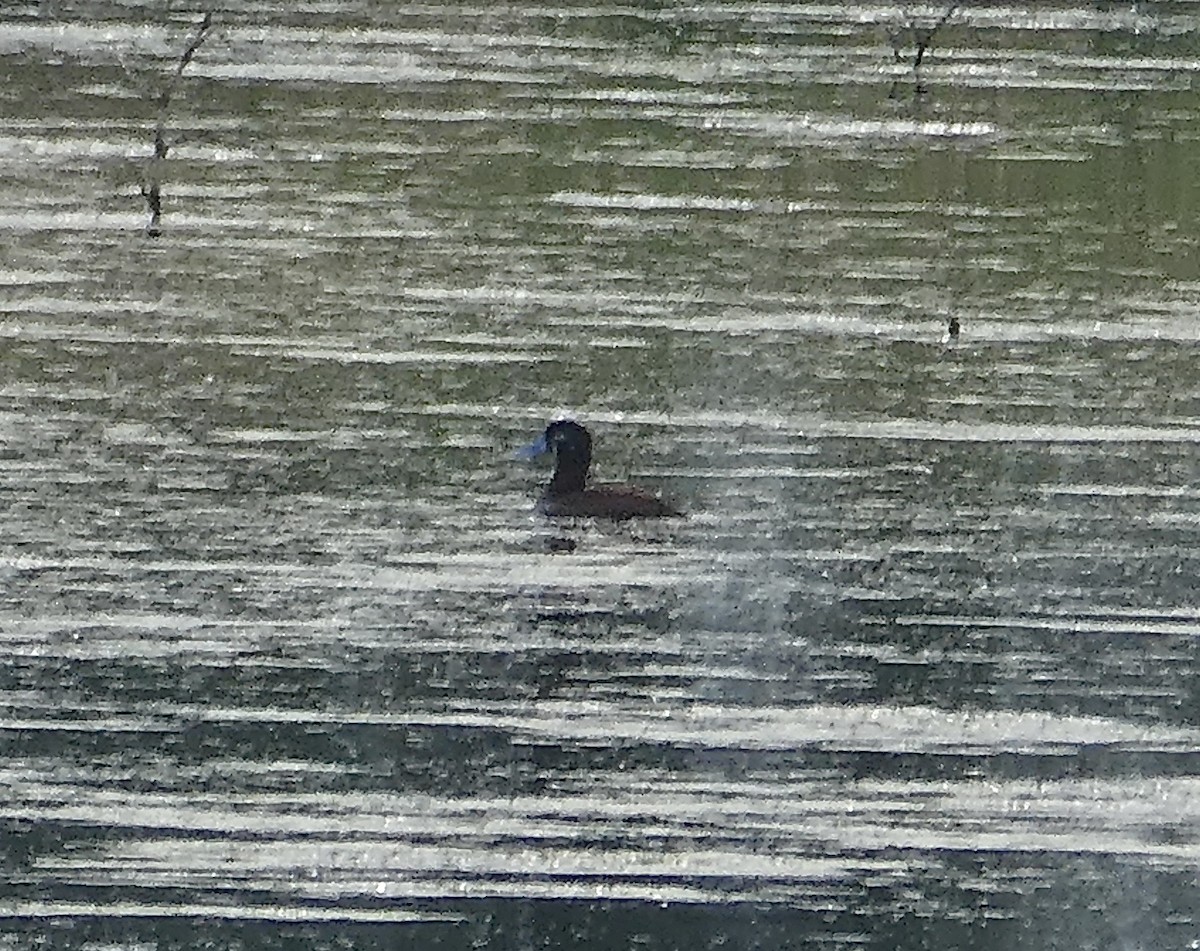 Ruddy Duck - ML590788041