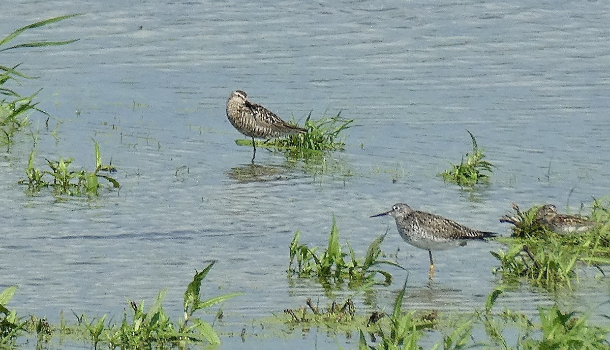 Stilt Sandpiper - ML590788291