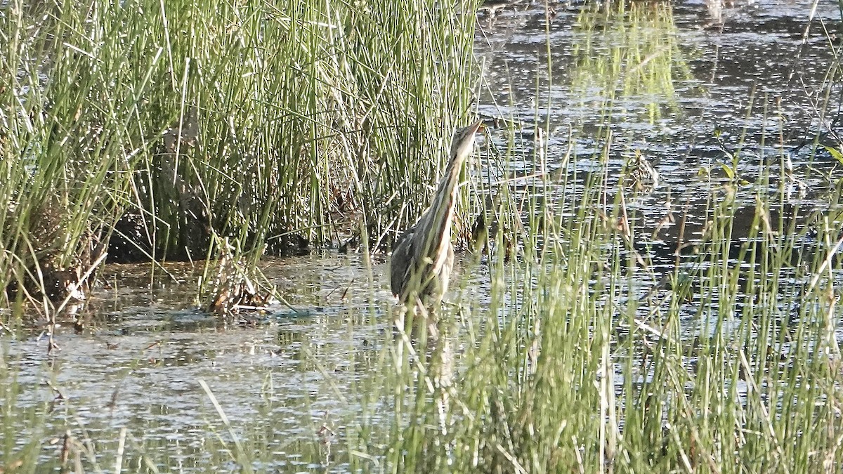 American Bittern - ML590788601